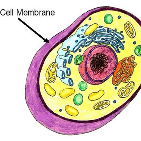 We did not find results for: Cell Membrane (@cellmem4pres) | Twitter