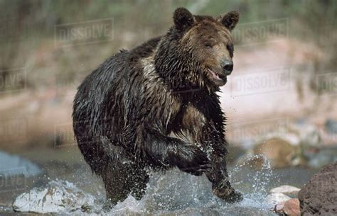 Wet Grizzly Bear Running In Stream Stock Photo Dissolve