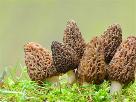 Grow Your Own Morel Mushrooms How To Grow Morel Mushrooms