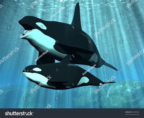Orca Killer Whale Calf Stock Illustration 28105969 Shutterstock