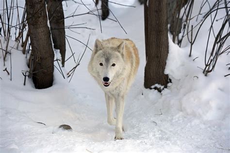 Arctic Wolf Facts Size Diet Pictures