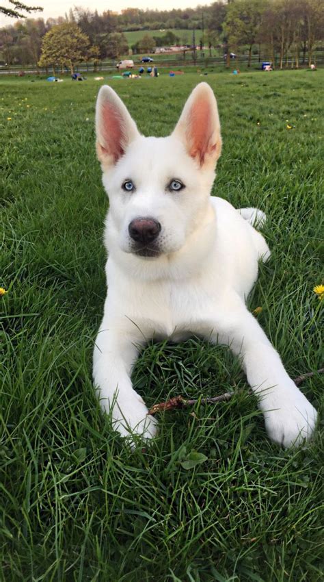 We offer 79 siberian husky stud dogs in california. Pure white/ blue eyed husky for a loving home. | South ...