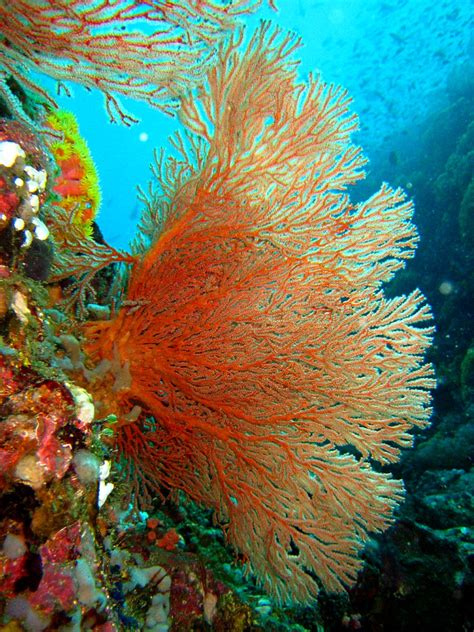 Sea of trees addresses the issue honestly for the most part. Gorgonian Sea Fan | perry aragon | Flickr