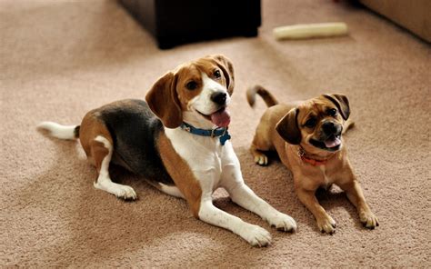 Tricolor Beagle Beside The Tan Beagle Puppy Hd Wallpaper Wallpaper Flare