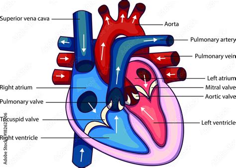 Schematic Vector Illustration Of Heart Anatomy Stock Vector Adobe Stock