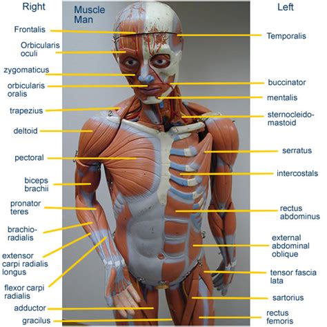 Diagram Of The Human Torso Model Human Body Diagram Torso Muscles