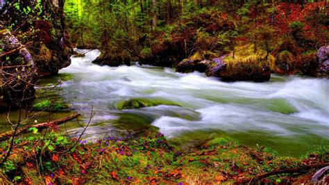 Water Stream On Green Algae Covered Rocks Between Colorful Autumn Trees ...