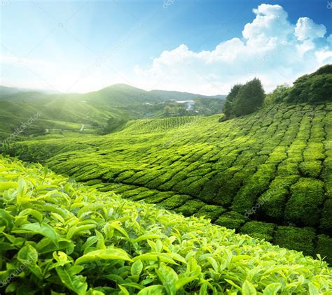 Tea Plantation Cameron Highlands Malaysia — Stock Photo © Iakov 8444348