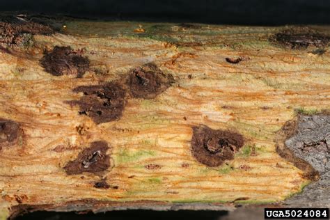 Thousand Cankers Disease Missouri Environment And Garden News
