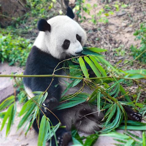 Panda Eating Bamboo Picture And Hd Photos Free Download On Lovepik