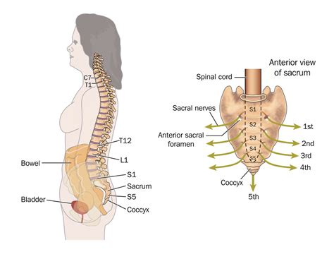 {sacrum And Coccyx}