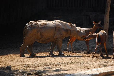 Pygmy Rhino Flickr Photo Sharing