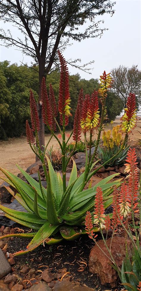 Aloe Hybrid In Flower Johans Hybrids Vaal Retreat July 2019 With