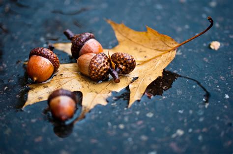 Leaves Water Acorn Oak Autumn Leaves Wallpapers And