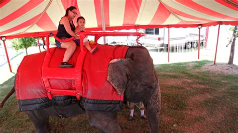 Elephant Rides Return Handlers Say Bond Key To Safety