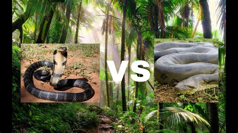 King Cobra Vs Green Anaconda Who Will Win In This Battle Youtube