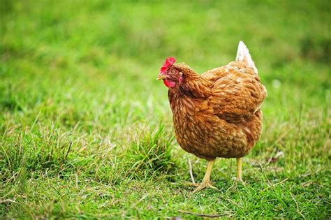 Top 10 Chicken Breeds That Will Give You Up To 300 Eggs Per Year 2022