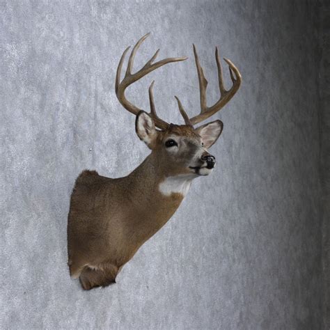 Whitetail Deer Shoulder Mount 12353 The Taxidermy Store