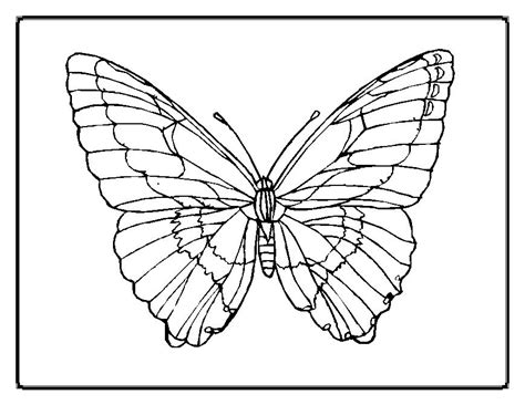 Realistic Butterfly Coloring Pages At Getdrawings Free Download