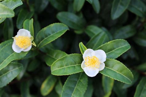 How To Grow And Care For Camellia Sinensis