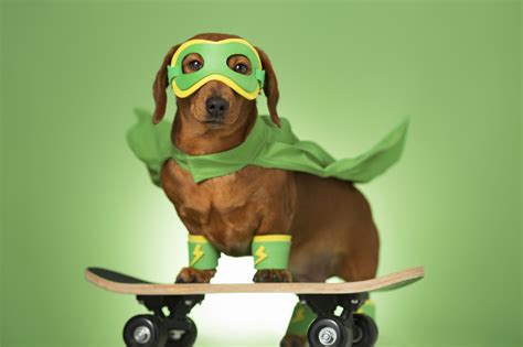 Masked Superhero Dog On A Skateboard Beverly Hills Veterinary
