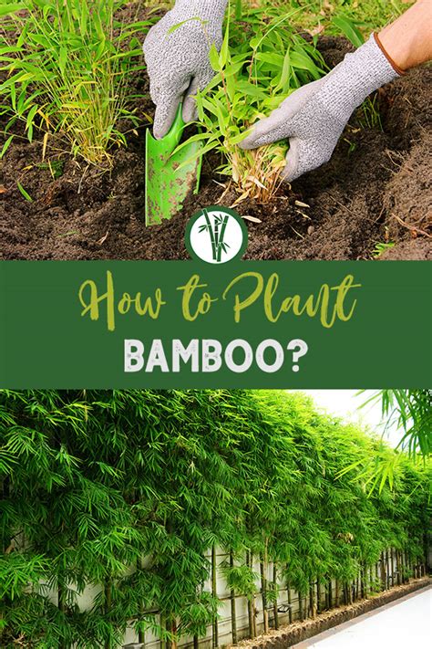 How To Plant Bamboo Bamboo Plants Hq