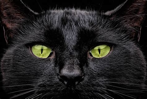 Royalty Free Black Cat Pictures Images And Stock Photos