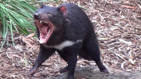 Tasmanian devils can live up to 7 years under ideal conditions, but their average life expectancy is closer to 5 years. The wild Tasmanian Devil - YouTube