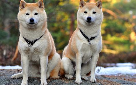 ɕiba inɯ) is a breed of hunting dog from japan. Shiba Inu - Puppies, Rescue, Pictures, Information ...