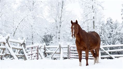 Brown Horse Is Standing On Snow Forest During Daytime HD Animals ...