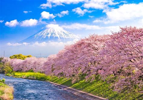 ^ cherry motors new zealand. How to Plan a Cherry Blossoms Trip to Japan - Mapping Megan