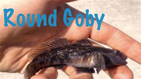 Round Goby Fishing Urban Ontario Youtube