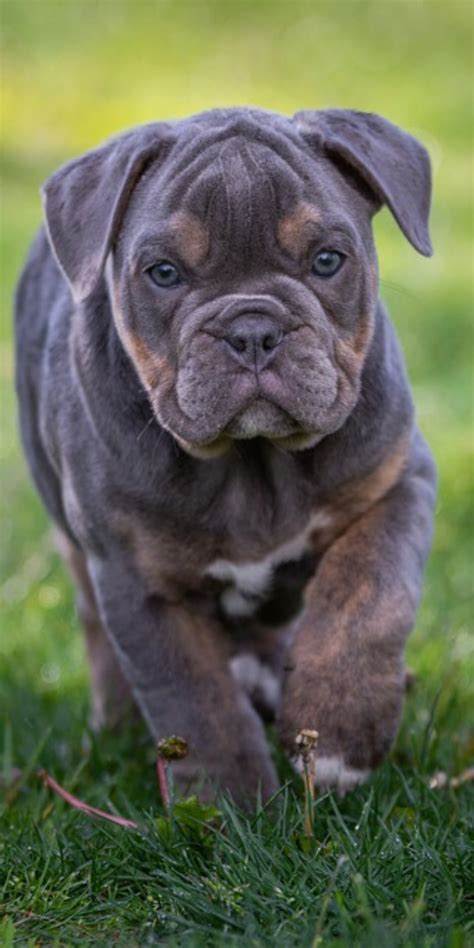 English Bulldogs Are Also Known As The British Bulldogs Are One Of The