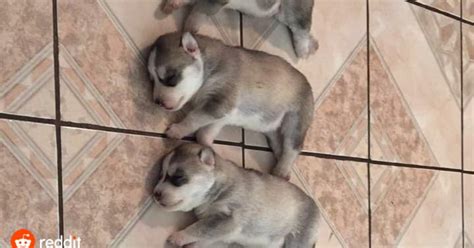 Husky Ran Out Of Ink While Giving Birth Awwaf