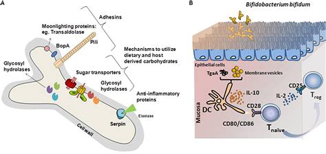 Frontiers Proteinaceous Molecules Mediating Bifidobacterium Host