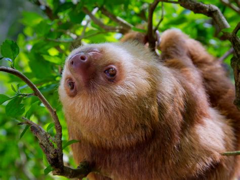 Sloths A Habitat For Algae Fungi And Insects Science 20