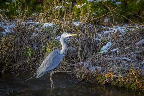 Great Blue Heron Free Stock Photo Public Domain Pictures