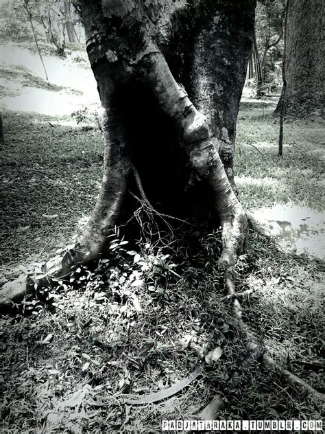 Follow Me 4 More Pic Beautiful Moments Tree Trunk Trees Photoshoot