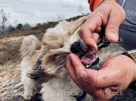 Dog Drinking Water Stock Photo Download Image Now Beauty Brazil