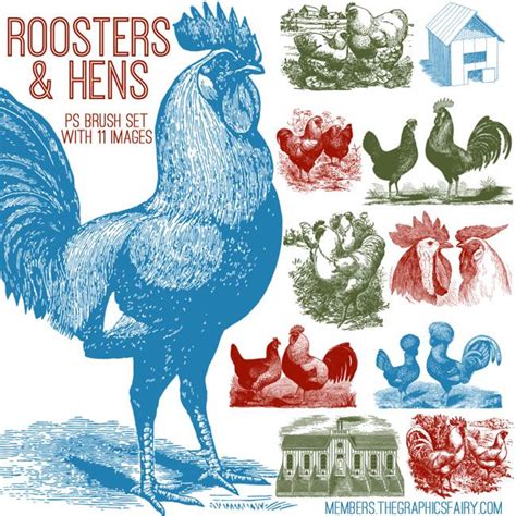 Roosters And Hens Image Kit Tgf Premium Rooster Hens Chicken Bird