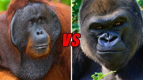 Club the strongest is a bolivian football club based in la paz founded on 8 april 1908. GORILLA VS ORANGUTAN - Which Ape Is The Strongest? - YouTube