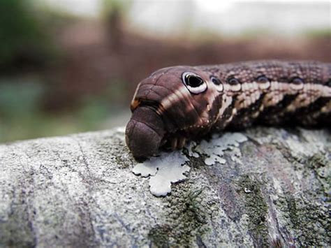 Caterpillar Identification Owlcation