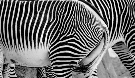 Wallpaper Wildlife Zebra Black And White Monochrome Photography