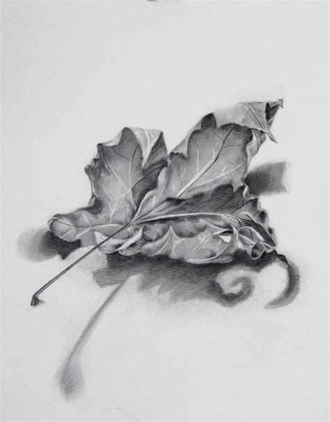 Dried Maple Leaf 11″ X 14″ 2017 Graphite On Paper Leaves Sketch