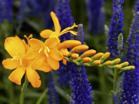 Montbretien sind ein echter hingucker im garten. Garten-Montbretien | Blumen stauden, Knollenpflanzen und ...