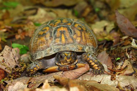 The most common box turtle pet material is ceramic. Caring For Your Box Turtle | Animal Hub
