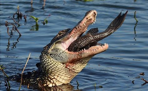 What Do Alligators Eat