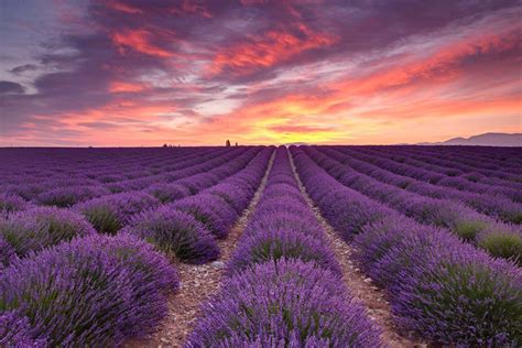 Lavender Field In Provence At Sunrise Michael Blanchette