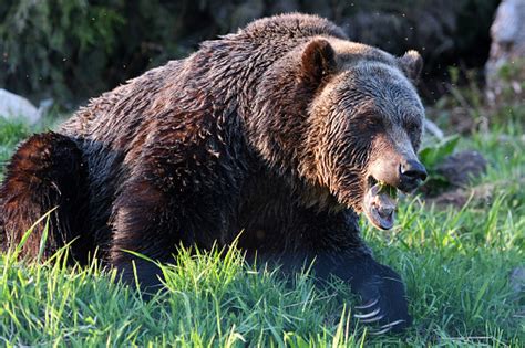 Grizzly Bears In British Columbia Canada Stock Photo Download Image