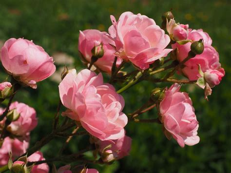 Cómo Cuidar Un Jardín De Rosas Las Claves Para Disfrutarlo Jardineria On